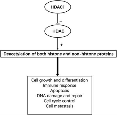 Immunomodulatory Effects of Histone Deacetylation Inhibitors in Graft-vs.-Host Disease After Allogeneic Stem Cell Transplantation